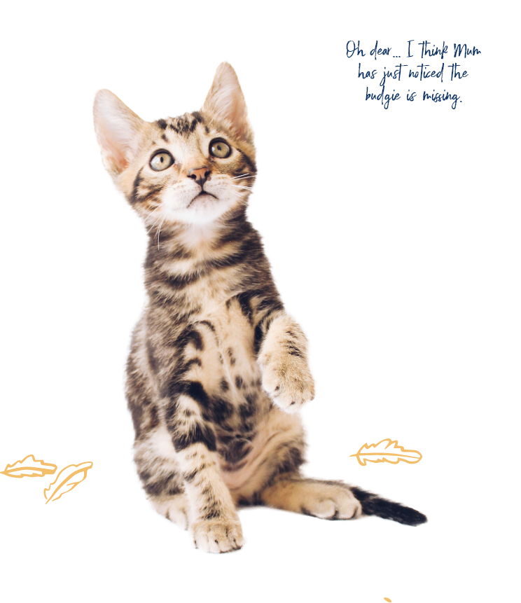 The cats meow