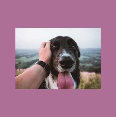 Dog at the mountains